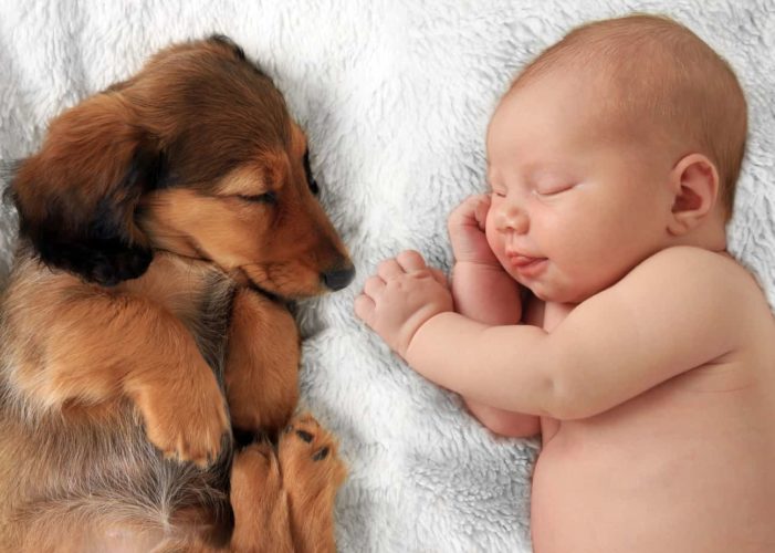 Cani e bambini: le regole d'oro per una convivenza felice e senza rischi Cani e neonati
