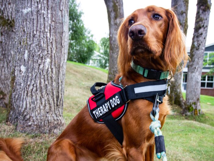cane adibito a pet-therapy