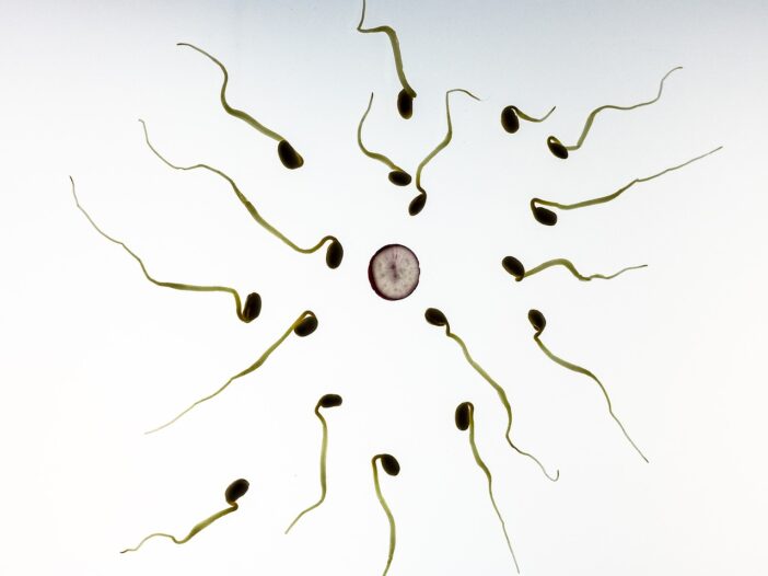 concepimento spermatozoi ovulo incinta
